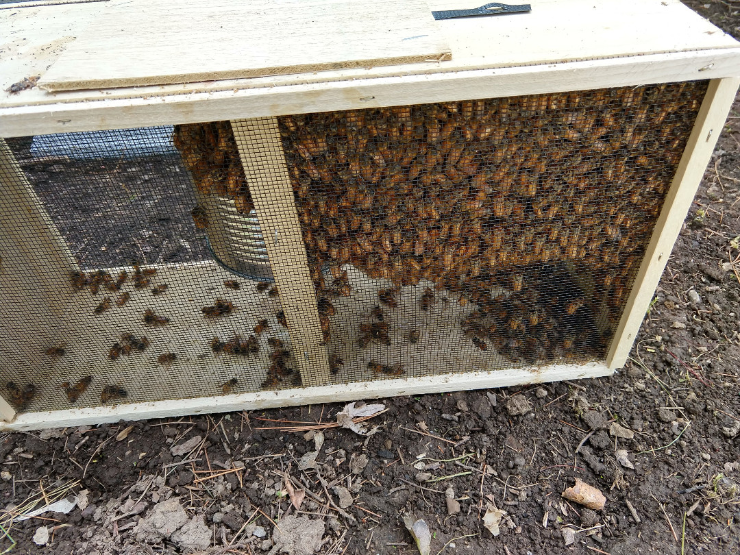 hive 1 bees pre install