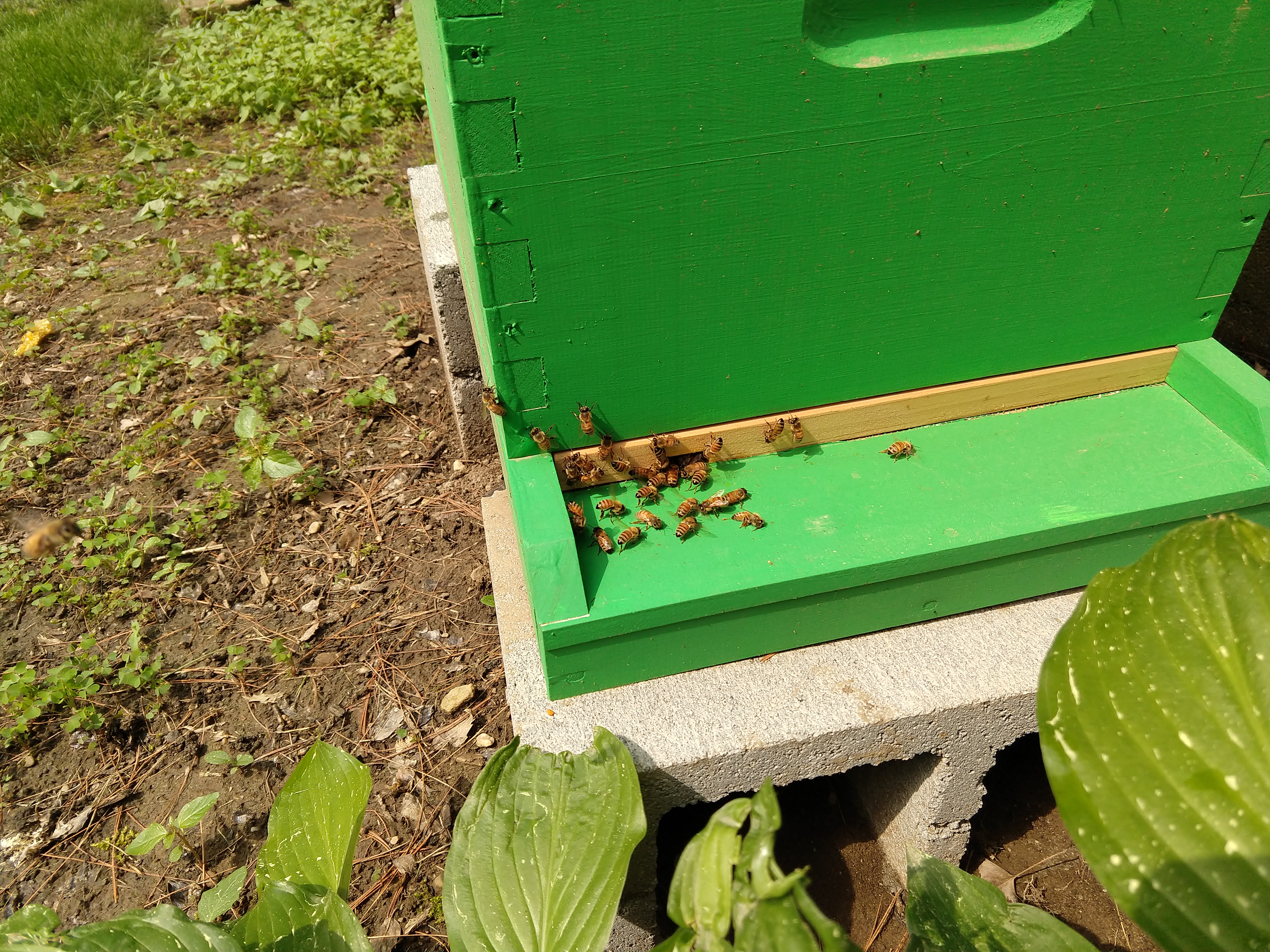 Bees At Entrance